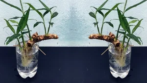 4 Kitchen Roots to Grow into Beautiful Houseplants - image 1