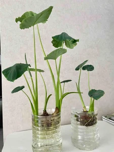 4 Kitchen Roots to Grow into Beautiful Houseplants - image 8