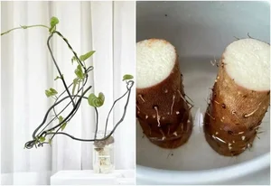 4 Kitchen Roots to Grow into Beautiful Houseplants - image 4