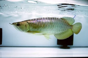 The Legend of the Dragon-Scaled Fish: A Rare Catch for One Lucky Angler - image 3