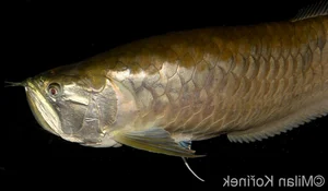 The Legend of the Dragon-Scaled Fish: A Rare Catch for One Lucky Angler - image 9