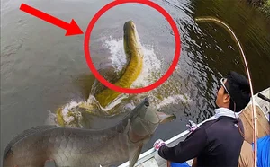 The Legend of the Dragon-Scaled Fish: A Rare Catch for One Lucky Angler - image 8