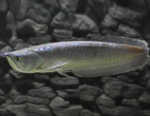 The Legend of the Dragon-Scaled Fish: A Rare Catch for One Lucky Angler - image 7