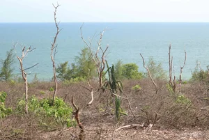 Environmental Crisis: Illegal Sale of Coastal Protection Forests Exposed - image 3
