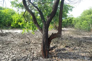 Environmental Crisis: Illegal Sale of Coastal Protection Forests Exposed - image 5