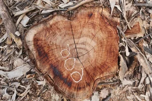 Environmental Crisis: Illegal Sale of Coastal Protection Forests Exposed - image 6