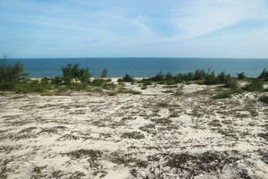 Environmental Crisis: Illegal Sale of Coastal Protection Forests Exposed - image 7