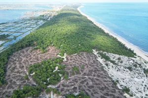Environmental Crisis: Illegal Sale of Coastal Protection Forests Exposed - image 1