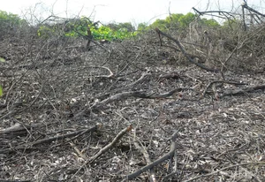 Environmental Crisis: Illegal Sale of Coastal Protection Forests Exposed - image 0