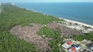 Environmental Crisis: Illegal Sale of Coastal Protection Forests Exposed - image 8