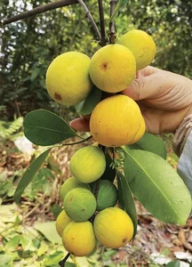 From Forgotten Forest Fruits to Luxury Delicacies: The Rise of Wild Berries - image 8
