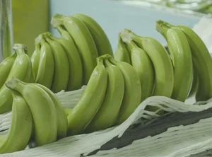 The Mystery of the Blue Java Banana: Why This Exotic Fruit Costs a Fortune - image 7