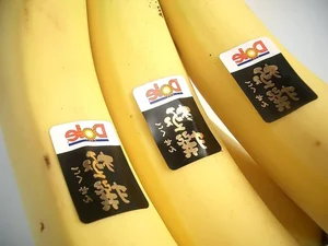 The Mystery of the Blue Java Banana: Why This Exotic Fruit Costs a Fortune - image 1