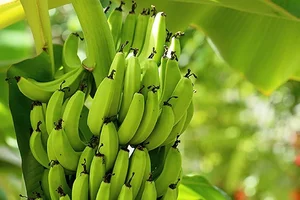 The Mystery of the Blue Java Banana: Why This Exotic Fruit Costs a Fortune - image 3
