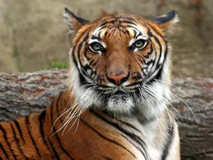 The Mystery of the Indochinese Tiger: Vietnam's Former Jungle King - image 2