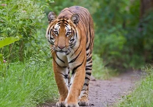 The Mystery of the Indochinese Tiger: Vietnam's Former Jungle King - image 0