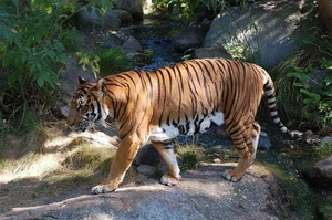 The Mystery of the Indochinese Tiger: Vietnam's Former Jungle King - image 4