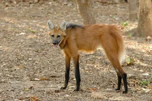 The Maned Wolf: South America's Unique Stilt-Legged Canine - image 12