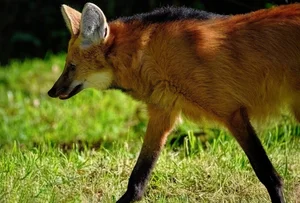 The Maned Wolf: South America's Unique Stilt-Legged Canine - image 11