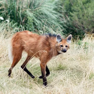 The Maned Wolf: South America's Unique Stilt-Legged Canine - image 2