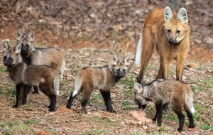 The Maned Wolf: South America's Unique Stilt-Legged Canine - image 14