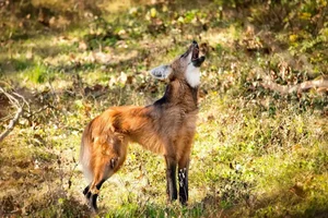 The Maned Wolf: South America's Unique Stilt-Legged Canine - image 4