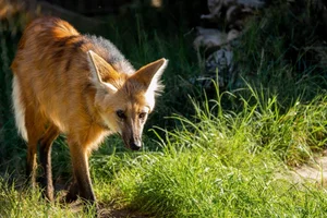 The Maned Wolf: South America's Unique Stilt-Legged Canine - image 8