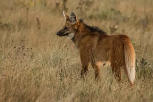 The Maned Wolf: South America's Unique Stilt-Legged Canine - image 1
