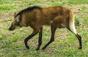 The Maned Wolf: South America's Unique Stilt-Legged Canine - image 5