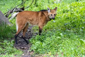 The Maned Wolf: South America's Unique Stilt-Legged Canine - image 7