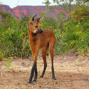 The Maned Wolf: South America's Unique Stilt-Legged Canine - image 6