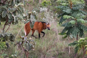 The Maned Wolf: South America's Unique Stilt-Legged Canine - image 3