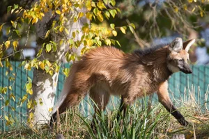 The Maned Wolf: South America's Unique Stilt-Legged Canine - image 13