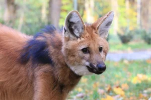 The Maned Wolf: South America's Unique Stilt-Legged Canine - image 9