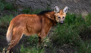 The Maned Wolf: South America's Unique Stilt-Legged Canine - image 0