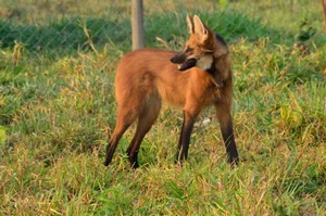 The Maned Wolf: South America's Unique Stilt-Legged Canine - image 10