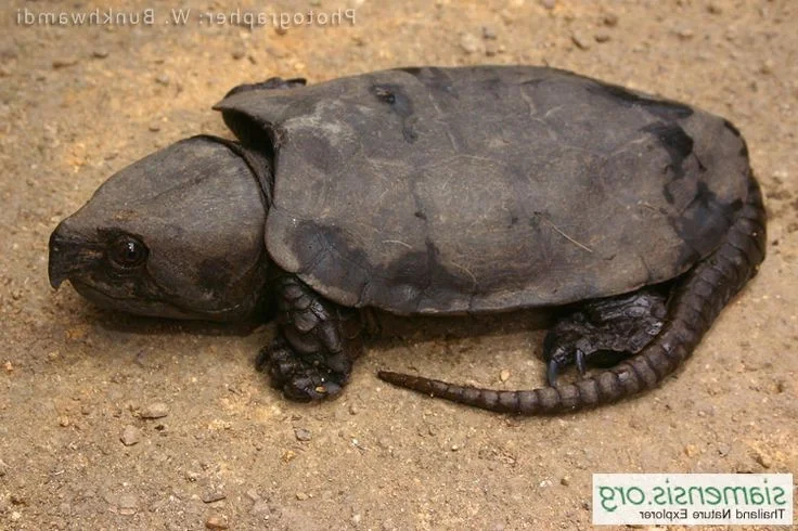 The Strange and Rare Turtles of Vietnam: A Deep Dive into Biodiversity