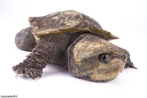 The Strange and Rare Turtles of Vietnam: A Deep Dive into Biodiversity - image 7