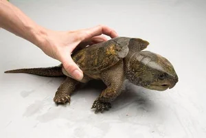 The Strange and Rare Turtles of Vietnam: A Deep Dive into Biodiversity - image 8