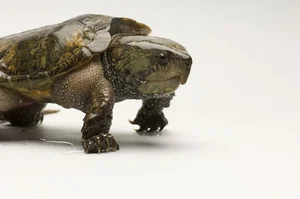 The Strange and Rare Turtles of Vietnam: A Deep Dive into Biodiversity - image 4