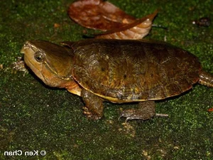 The Strange and Rare Turtles of Vietnam: A Deep Dive into Biodiversity - image 3