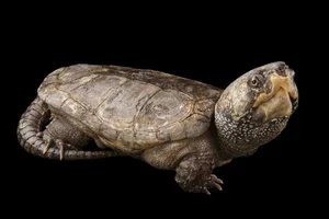 The Strange and Rare Turtles of Vietnam: A Deep Dive into Biodiversity - image 6