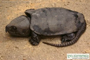 The Strange and Rare Turtles of Vietnam: A Deep Dive into Biodiversity - image 1