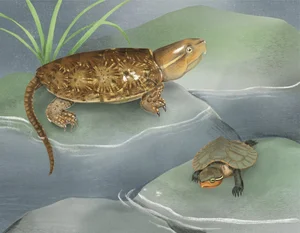 The Strange and Rare Turtles of Vietnam: A Deep Dive into Biodiversity - image 5