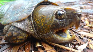 The Strange and Rare Turtles of Vietnam: A Deep Dive into Biodiversity - image 2