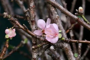 Wild Plums Flood the Streets: Early Tet Shopping Trends - image 4