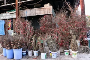 Wild Plums Flood the Streets: Early Tet Shopping Trends - image 2