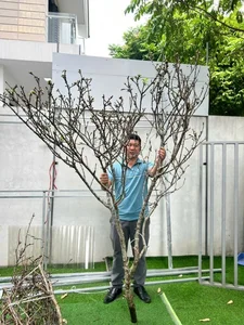 Wild Plums Flood the Streets: Early Tet Shopping Trends - image 10