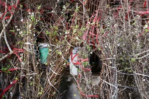 Wild Plums Flood the Streets: Early Tet Shopping Trends - image 3