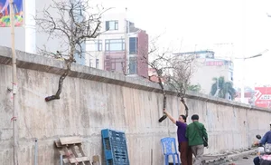Wild Plums Flood the Streets: Early Tet Shopping Trends - image 6